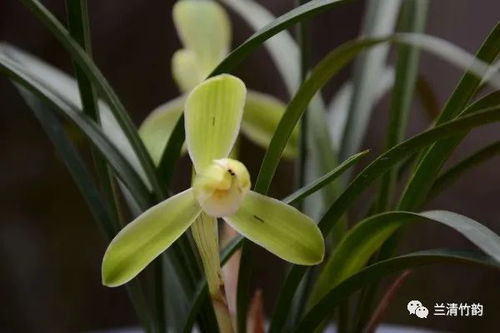 兰花怎么养 兰花怎么养才能开花,保障通风性和光照