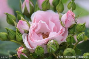 月季花如何施肥,月季花什么时候施肥