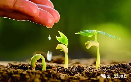 高温季节,不要再用老方法施肥了