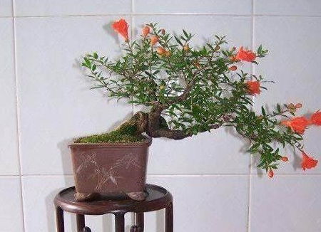 客厅养4种盆景,吉祥富贵旺宅,很好养,长势快,美过君子兰 修剪