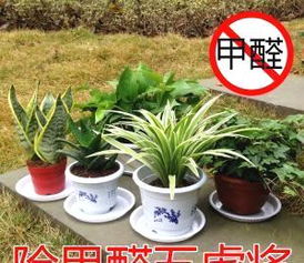 想要有效消除空气中的甲醛,避免误区,小编为你支招