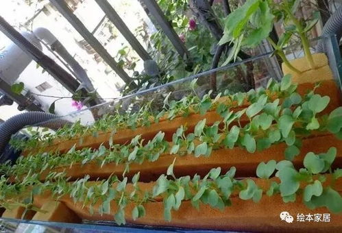 牛人阳台种菜不用土竟种出这么一大片,够全家人吃一整个冬天