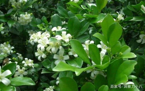 以香出名的 九里香 ,顺着 三习性 养,夏秋赏花 不停歇
