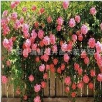 茶花树苗盆栽厂商公司 2023年茶花树苗盆栽较新批发商 茶花树苗盆栽厂商报价 虎易网