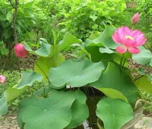 比香水还香的几种花卉,养在阳台上不止满屋飘香还能净化空气