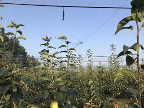 供应江苏高邮市果树蔬菜喷灌设备每亩造价