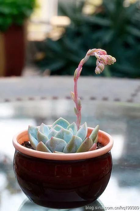 多肉别乱用花盆,选对颜色,颜值高了10个档