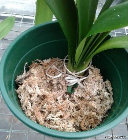 水苔能养好蝴蝶兰,可挽救烂根的君子兰,这么有用的材料很少人懂