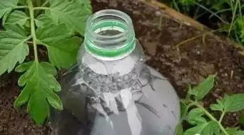 准备离开植物一段时间,我是这样给植物浇水的