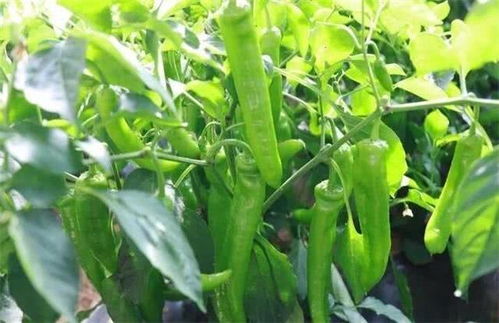 辣椒种植适宜在晴天还是雨天 哪种方法更加好 老农告诉你