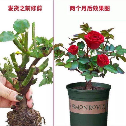 营养土为什么不能直接用