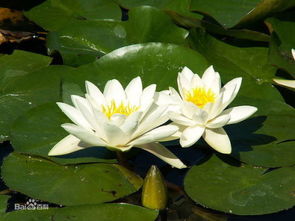 叶子圆的绿色平铺水面开花类似莲花有多种颜色是什么植物