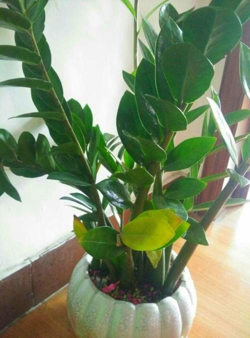 这3种绿植要 少浇水 ,水一多就烂根,旱着养反而旺