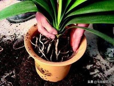 君子兰半年不见长 教你 5招 小技巧,让它快速恢复生长