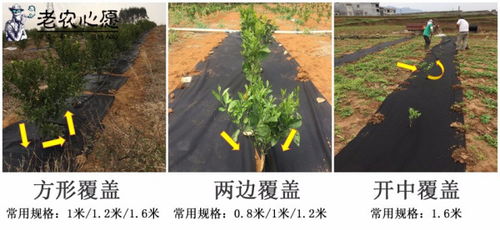 怎样使用防草布 
