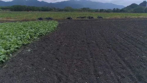 营养土和田园土哪个好