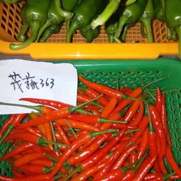 辣椒苗哪里有卖 辣椒苗货源 辣椒苗图片 价格 惠农网
