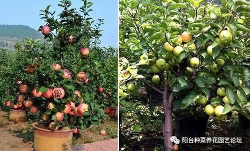 种1棵吃1年,阳台盆栽苹果树,好看结果多