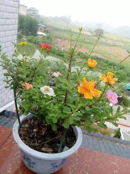 把太阳花嫁接在 马齿觅 上,一个月成 老桩 ,贼漂亮