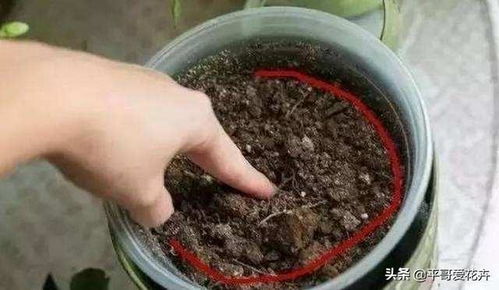 长寿花凋谢了 抓紧 剪一刀 ,用上 2种肥 ,很快就能再开花