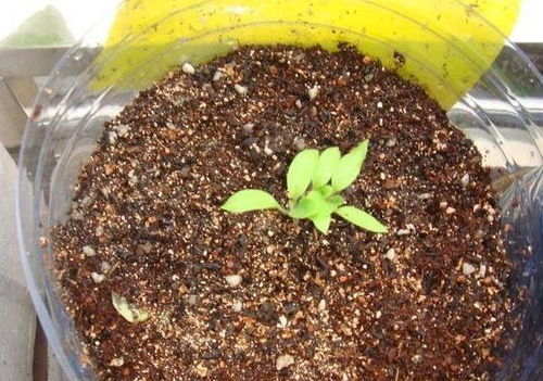 婆婆爱养花,春天阳台种 鸡蛋 ,1次摘2斤,营养丰富全家爱吃
