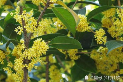 在农村家里的院子,到底种植什么树最好呢