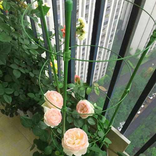 植物爬藤架子花支架月季铁线莲盆栽支撑杆室内花架铁艺攀爬架包邮