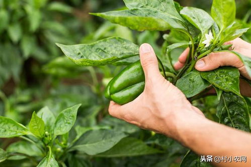 除了春茬辣椒,你会种麦茬辣椒吗 土地不闲置,辣椒持续采摘赚钱