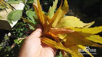 种菜种花之前怎样给土壤消毒灭菌除虫