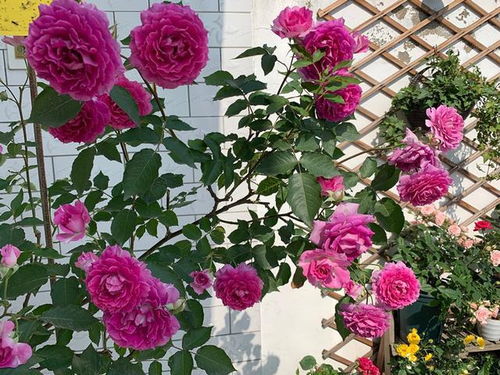 鲜花家里放,花旺人更旺,6种 漂亮花 ,越养 家越旺