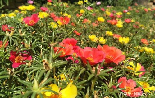 养太阳花有 三怕 ,避开不黄叶,猛窜芽冒花苞,养成繁花老桩