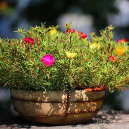 这五种花号称 死不了 ,植物杀手都能养活,你家有几种