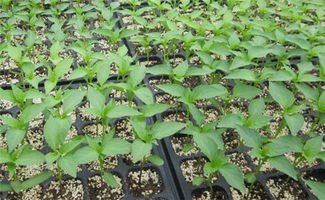 良丰农业 蔬菜育苗用基质及营养土配制方法