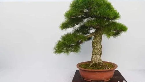 松针土浇不透怎么办 要考虑土地的结板硬化