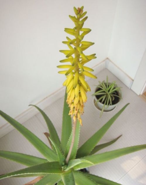 芦荟会开花吗 开花有好预兆吗