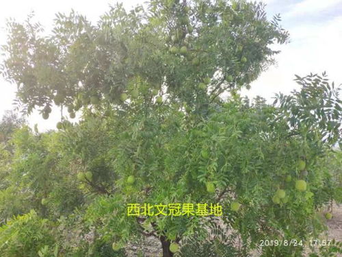神经酸对神经系统疾病的作用