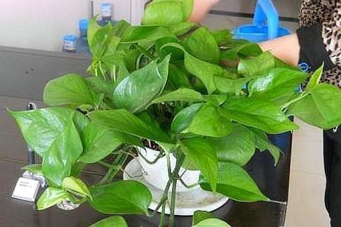 羊粪,鸡粪 是很好的有机肥,选择适合的植物,种花种菜非常棒