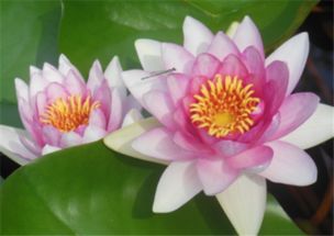 睡莲怎么养 种植睡莲方法介绍
