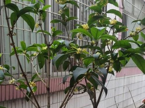 想让家里常年飘香,就养殖3种花卉,管理简单 易爆盆