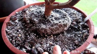 土面上老是长白毛,盆栽植物防治土壤长霉菌的几种秘诀