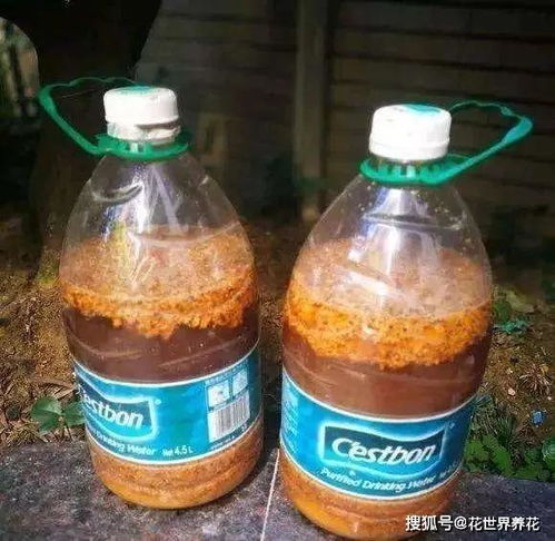 这3种花用了 专属肥 ,开花繁茂叶子绿得滴油,甚至3年不用换盆