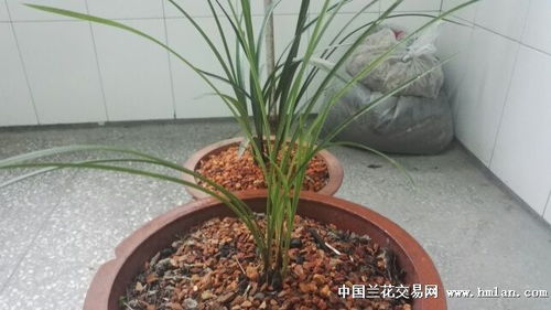 腐植土可以直接种兰花吗