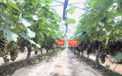 土壤不健康对作物生长极为不利,土壤改良刻不容缓