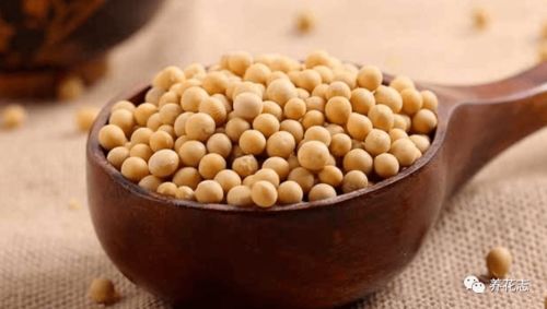 黄豆肥的制作方法以及使用注意事项