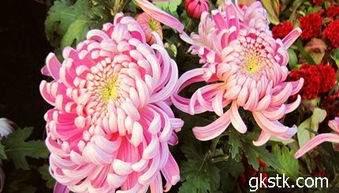 史上最强万能花历,养花人必备
