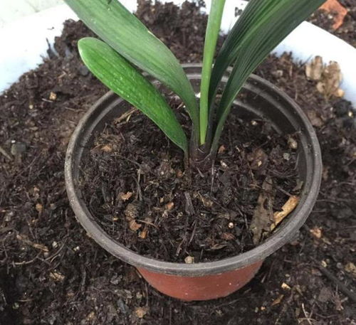 买土种花很费钱,不如两种废叶子好用,盆里埋一点,植物就呼呼长