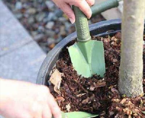 盆土变得越来越硬,用4种方法解决,土壤松软透气,植株长势旺
