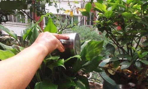 5月养花,就浇 3种水 ,养分足 土壤透气性高,啥花都喜欢 植物