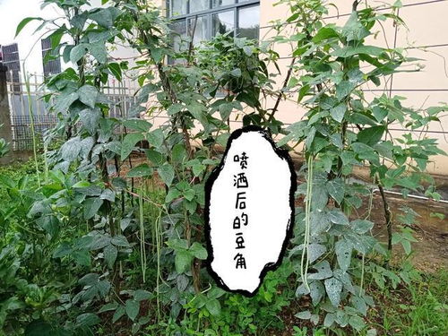 自制生物杀虫制剂防治蚜虫