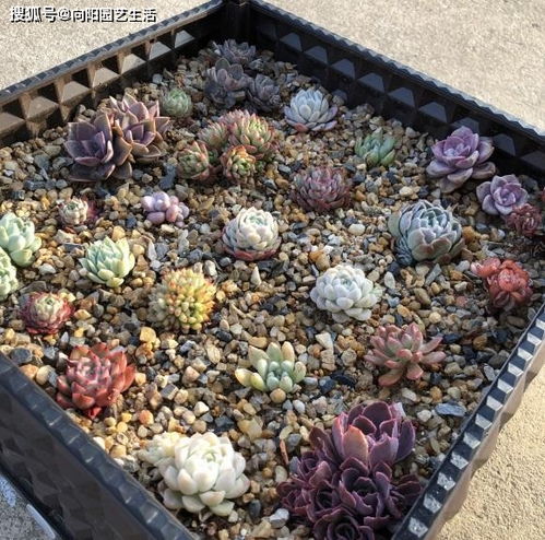关于多肉,很多人又菜又爱玩,养死多肉不要紧,慢慢总结经验